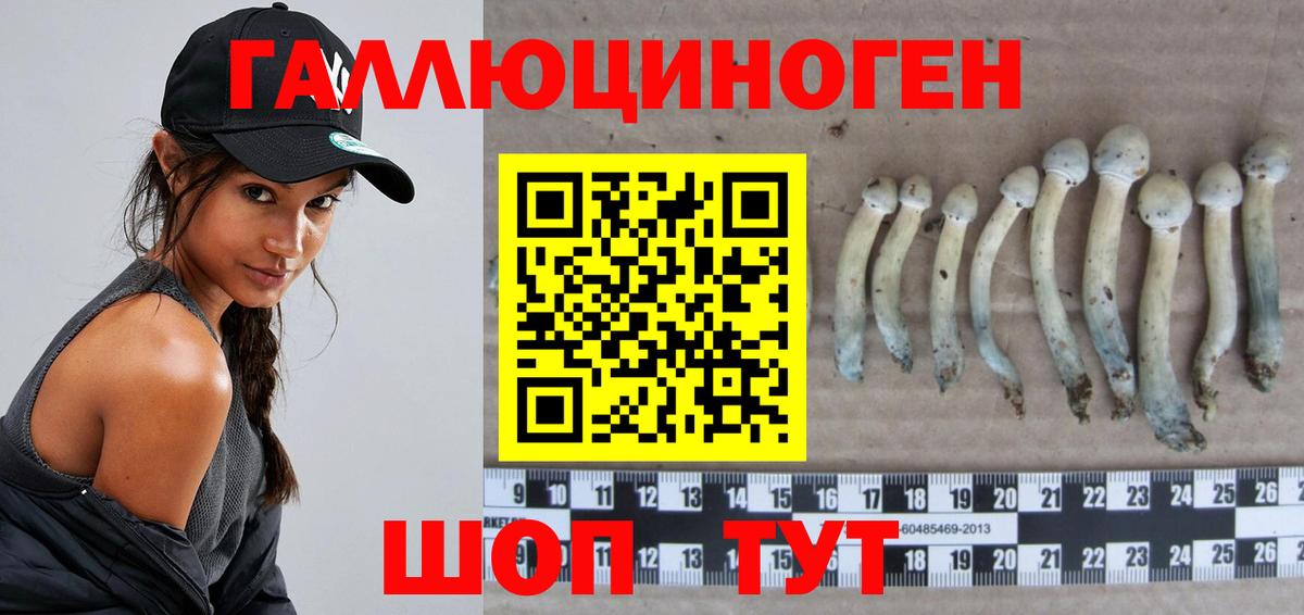 Псилоцибиновые грибы Psilocybe  Вход с VPN  Псилоцибиновые грибы Psilocybe  Саратов 